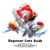 Beginner Care Guide of  Goldfish