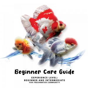 https://www.cty-fish.com/image/cache/blogs/beginner-care-guide--10-300x300.jpg
