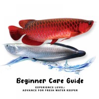 Beginner Care Guide of Arowana