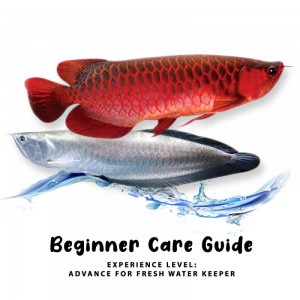 https://www.cty-fish.com/image/cache/blogs/beginner-care-guide--13-300x300.jpg