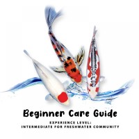 Beginner Care Guide of Koi Fish
