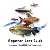Beginner Care Guide of Tetra Fish