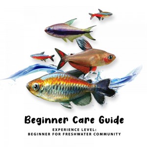 https://www.cty-fish.com/image/cache/blogs/beginner-care-guide--15-300x300.jpg