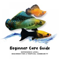 Beginner Care Guide of  Molly Fish