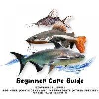 Beginner Care Guide of Catfish