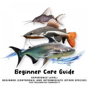 https://www.cty-fish.com/image/cache/blogs/beginner-care-guide--18-300x300.jpg