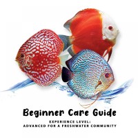 Beginner Care Guide of  Discus