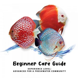 https://www.cty-fish.com/image/cache/blogs/beginner-care-guide--19-300x300.jpg