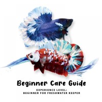 Beginner Care Guide of Betta Fish