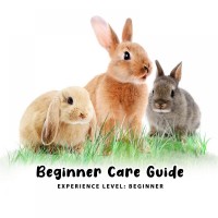 Beginner Care Guide of Rabbit