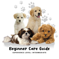 Beginner Care Guide of Dog