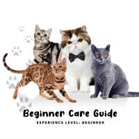 Beginner Care Guide of Cat