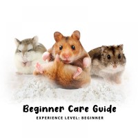 Beginner Care Guide of Hamster