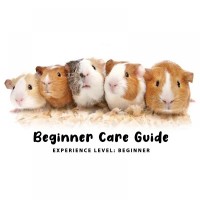Beginner Care Guide of Guinea Pig