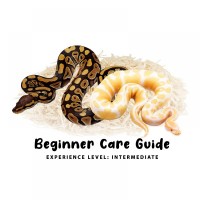 Beginner Care Guide of Ball Python