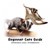 Beginner Care Guide of Sugar Glider
