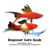 Beginner Care Guide of Swordtail