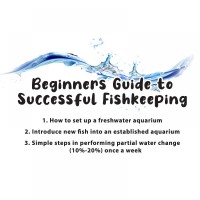 Beginners Guide to Successful Fishkeeping