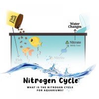 Nitrogen Cycle